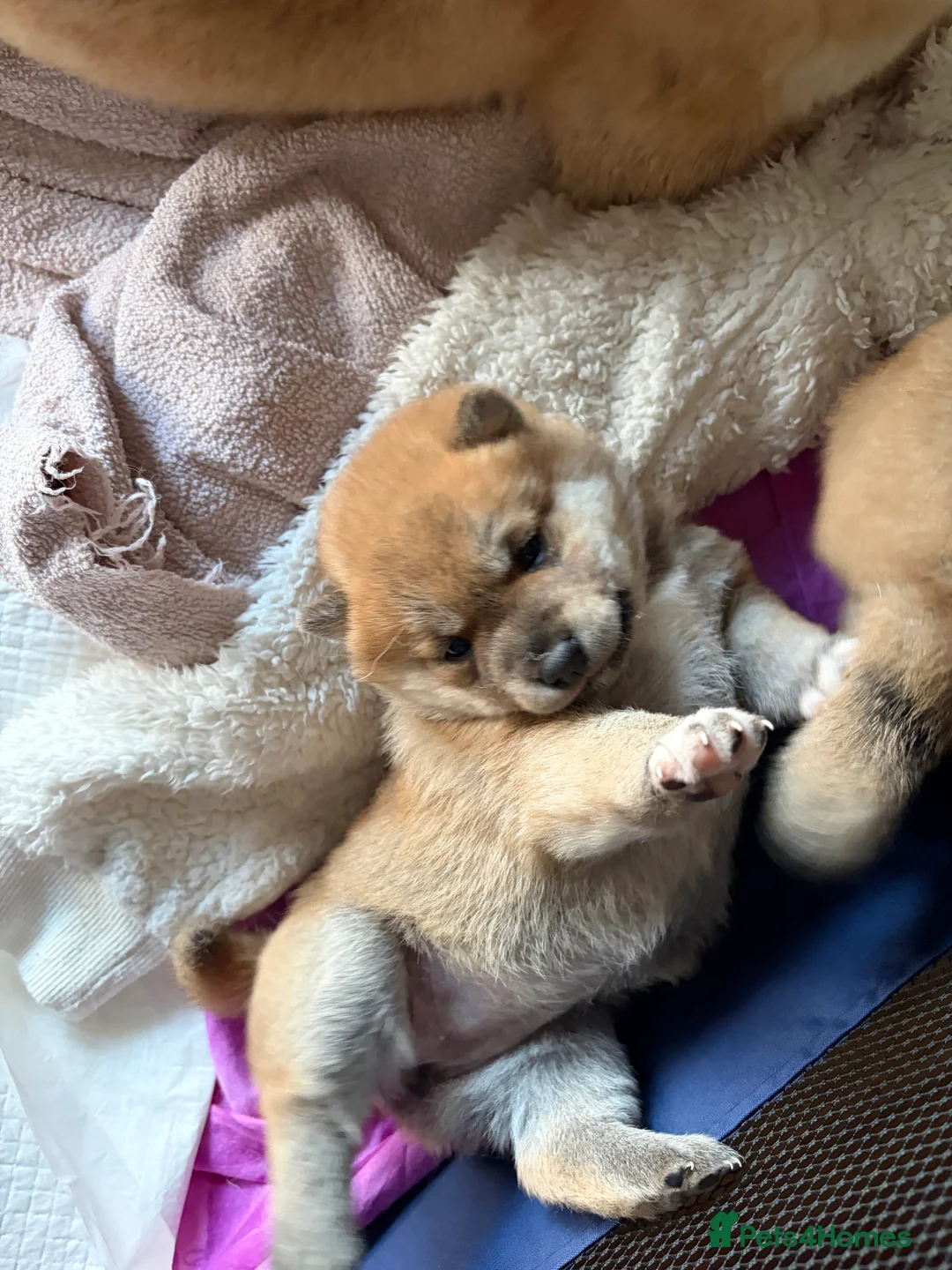 Japanese Shiba Inu dogs for sale: Beautiful Japanese Shiba Inu Boy – First Litter  - Advert 7