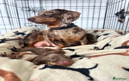Dachshund dogs for sale: BEAUTIFUL Miniature Dachshund's  - Image 12