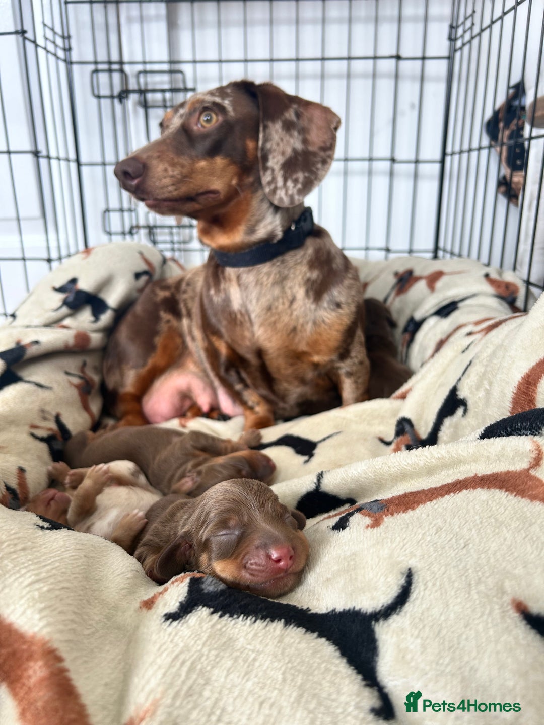 Dachshund dogs for sale: BEAUTIFUL Miniature Dachshund's  - Image 12