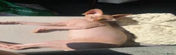 Sphynx cats for sale: 2 year old Sphynx  - Advert 2