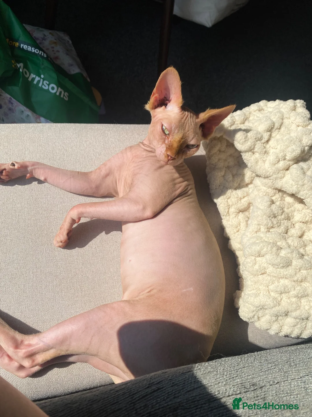 Sphynx cats for sale: 2 year old Sphynx  - Advert 2