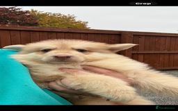 German Shepherd dogs for sale: Beautiful mixed coloured heath tested German sheps - Image 21