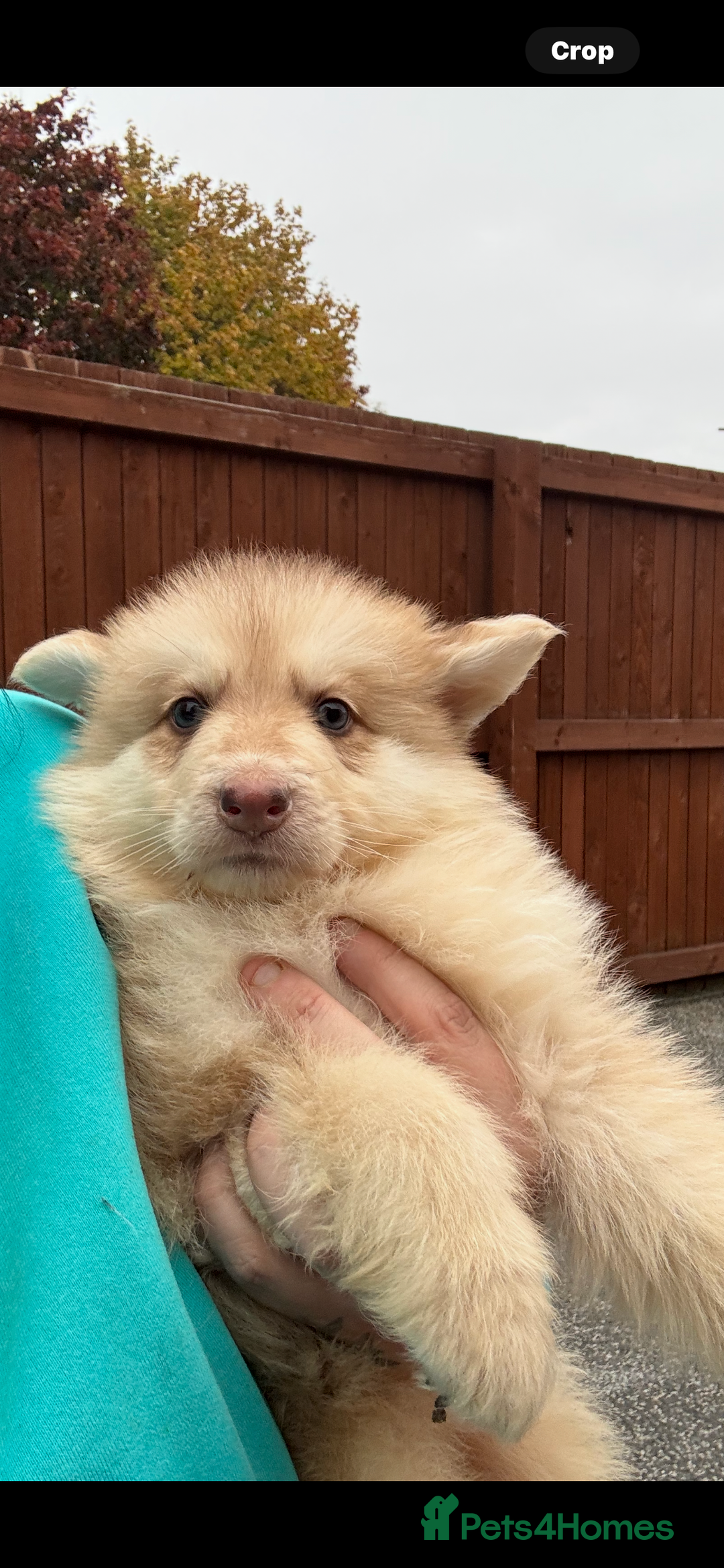 German Shepherd dogs for sale: Beautiful mixed coloured heath tested German sheps - Image 21