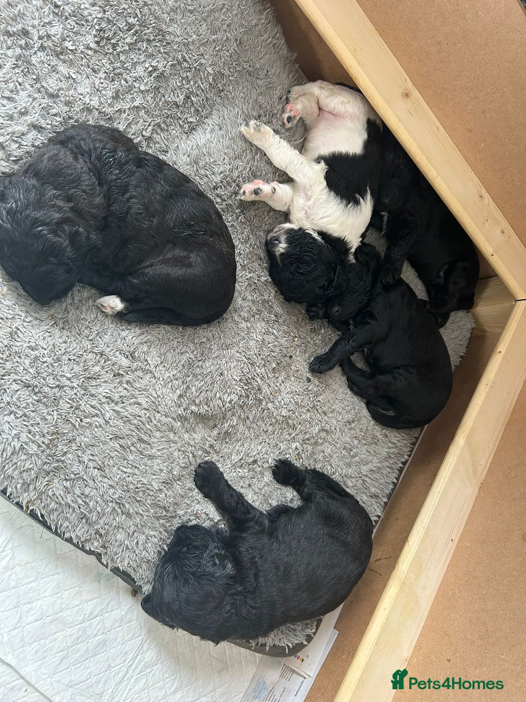 Mixed Breed dogs for sale: Gordondoodle  - Image 13