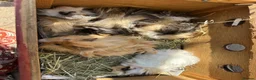Guinea Pig rodents for sale: 5 Handsome long haired male guinea pigs. - Advert 18