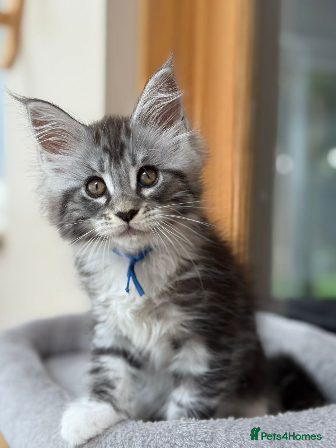 Maine Coon cats for sale: 2 Beautiful pedigree TICA reg Maine Coon kittens - Image 27