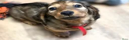 Miniature Dachshund dogs for sale: Viewings available this weekend, Longhaired  - Advert 7
