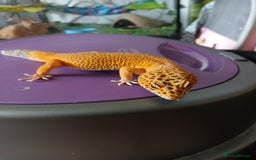 Leopard Gecko reptiles for sale: Baby's leopard geckos  in Rochester - Image 23