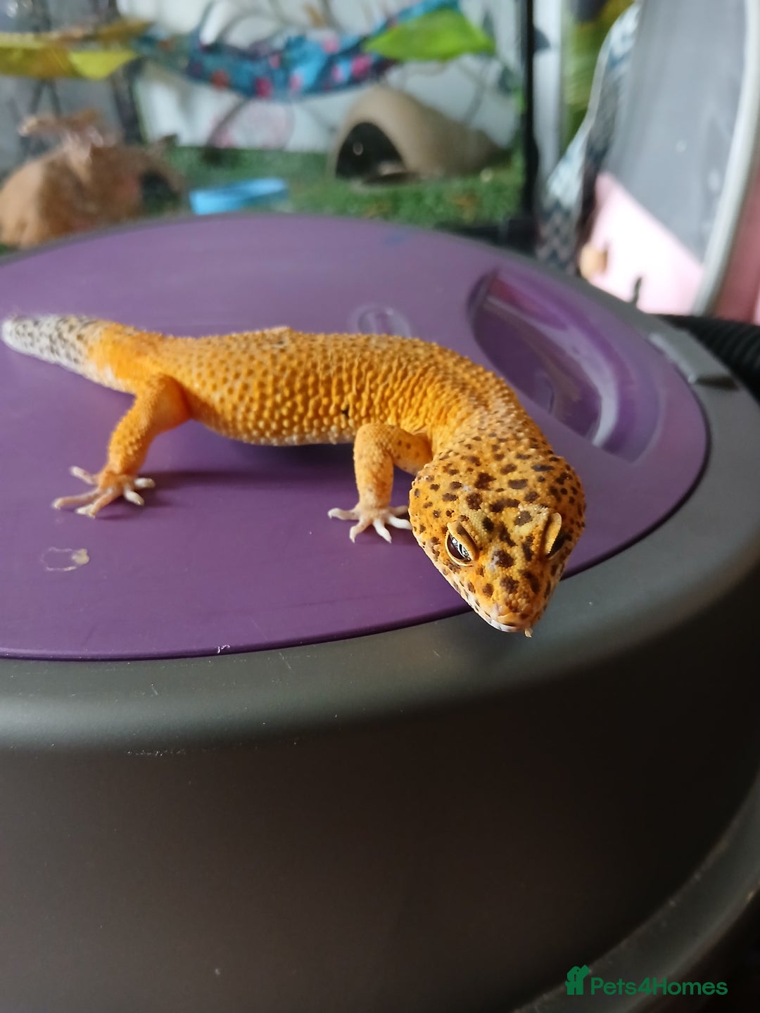 Leopard Gecko reptiles for sale: Baby's leopard geckos  in Rochester - Image 23