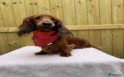 Miniature Dachshund dogs for sale: Russian Miniature longhaired dachshund males - Image 5