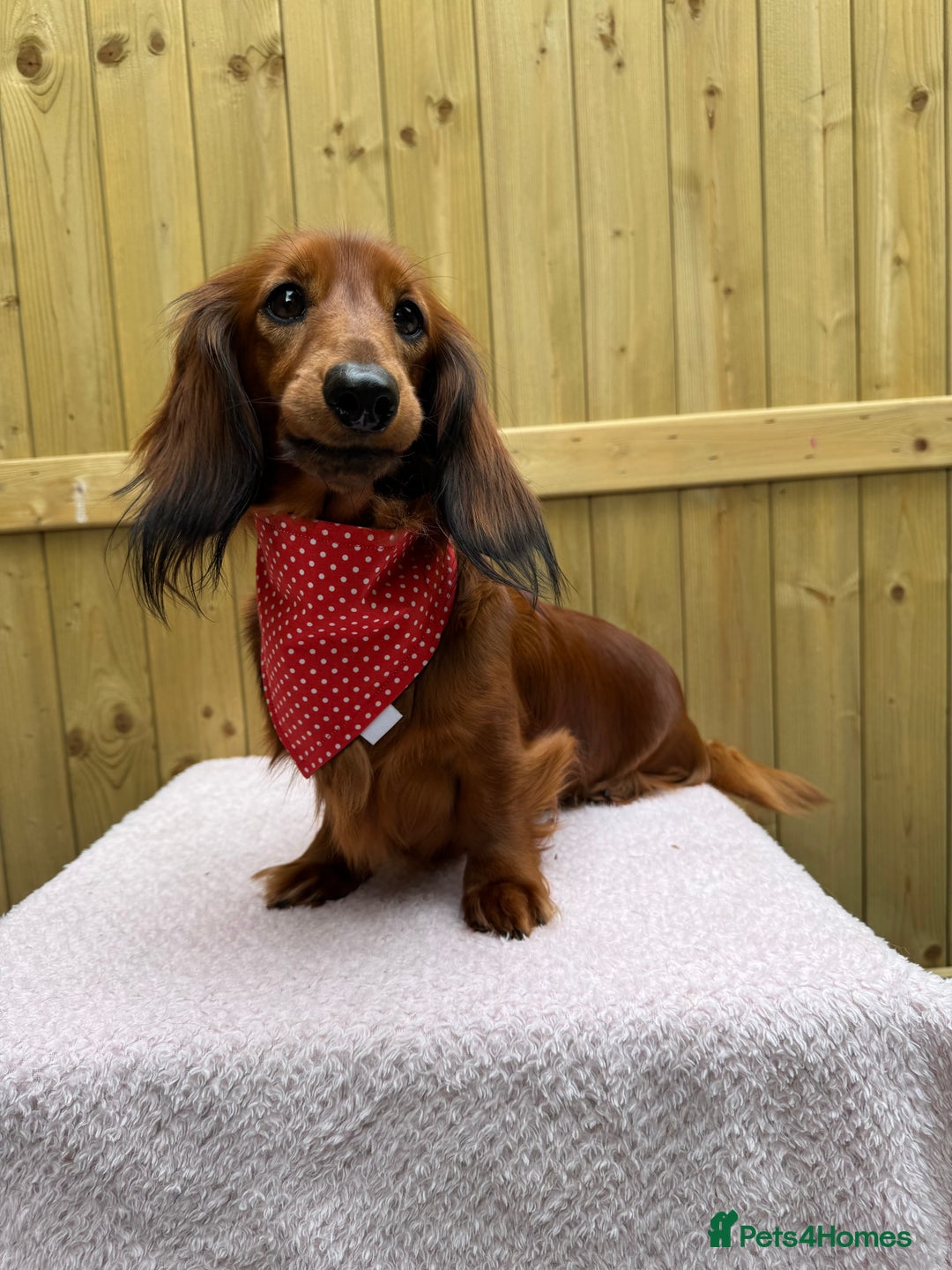Miniature Dachshund dogs for sale: Russian Miniature longhaired dachshund males - Image 5