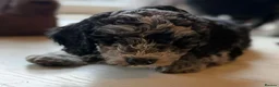 Cockapoo dogs for sale: Beautiful F1B blue merle miniature poodle  - Advert 3