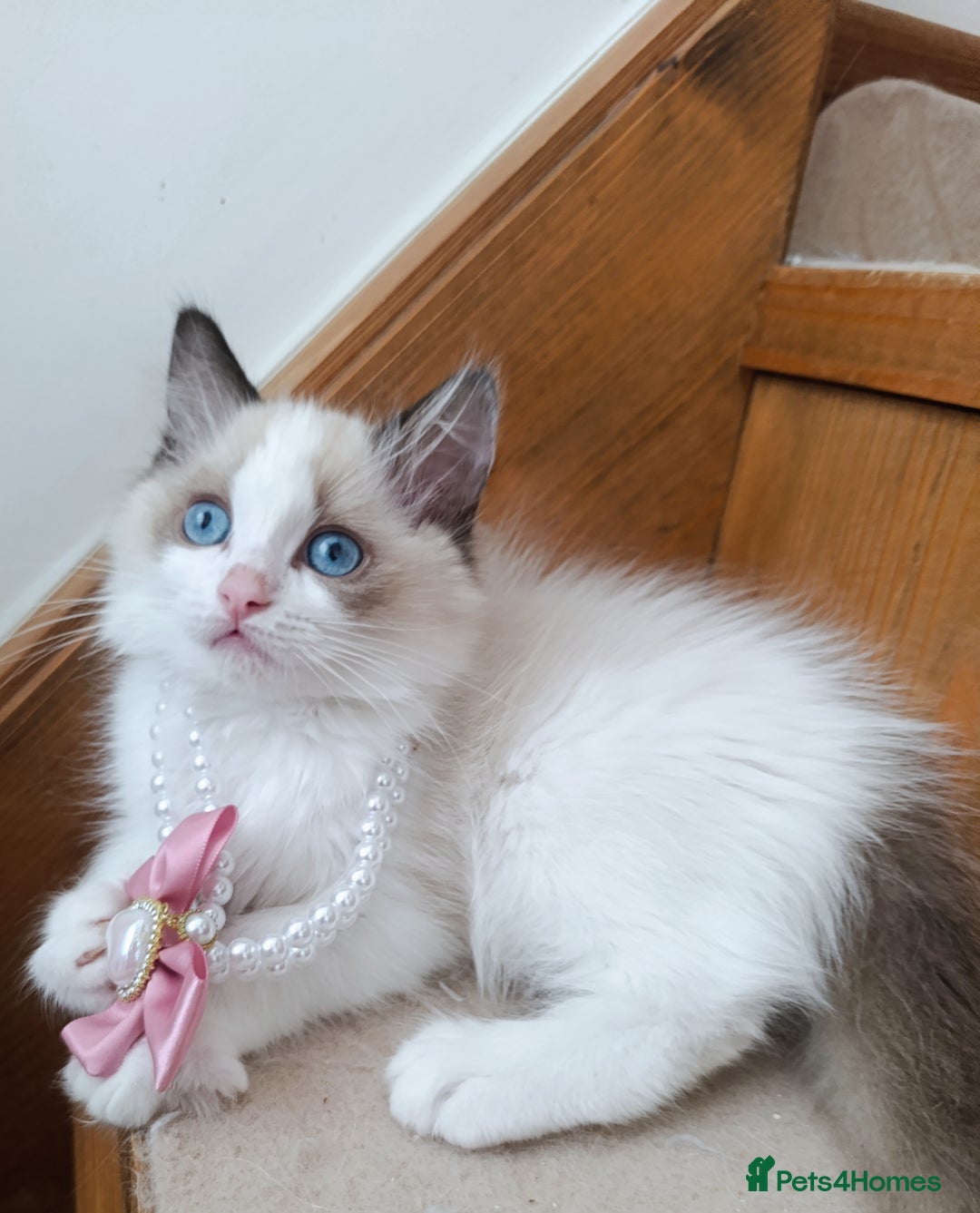 Ragdoll cats for sale: GCCF active registered female, championship bl  in Leyland - Image 4