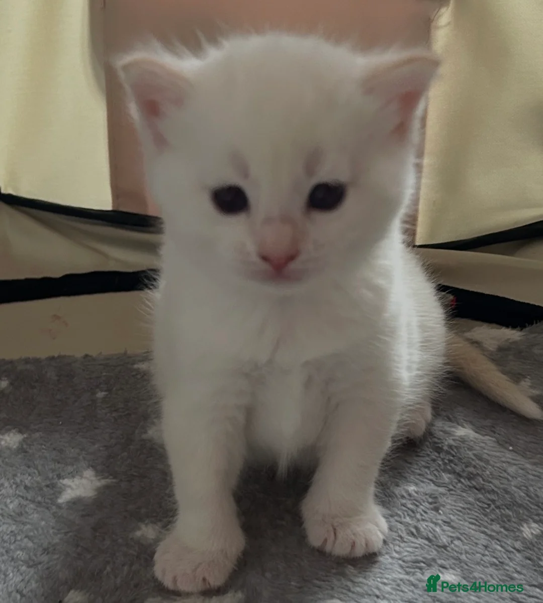 Ragdoll cats for sale: Ragdoll torie/flame/lynx x kittens - Advert 15