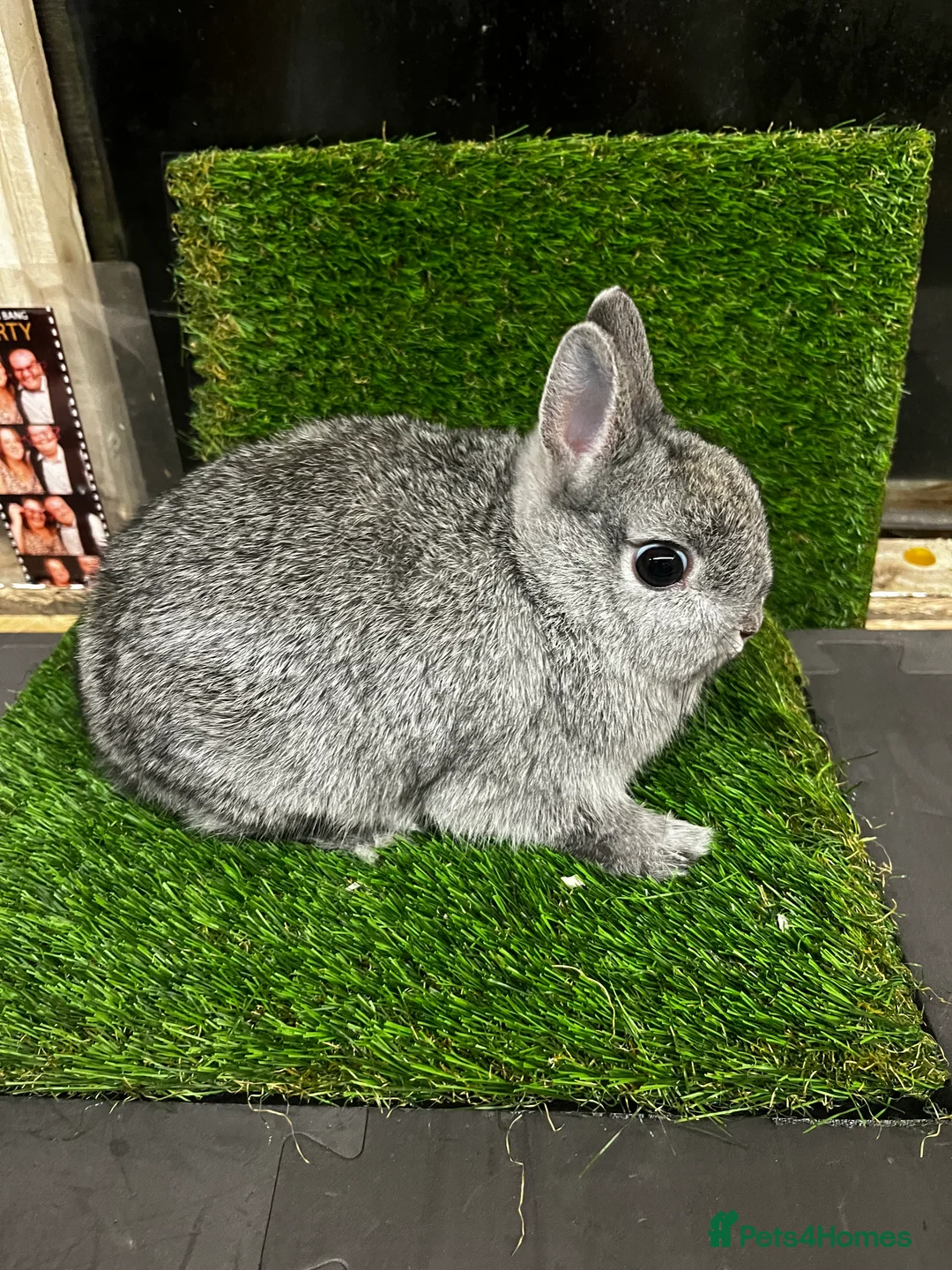 Netherland Dwarf rabbits for sale: Netherland dwarf chinchilla bucks  - Advert 4