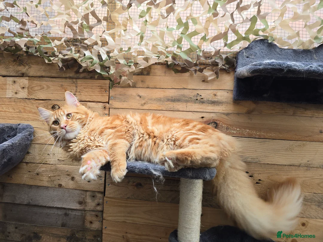 Maine Coon cats for stud: Maine Coon Large Red Tabby over 10kg in Hull - Advert 10