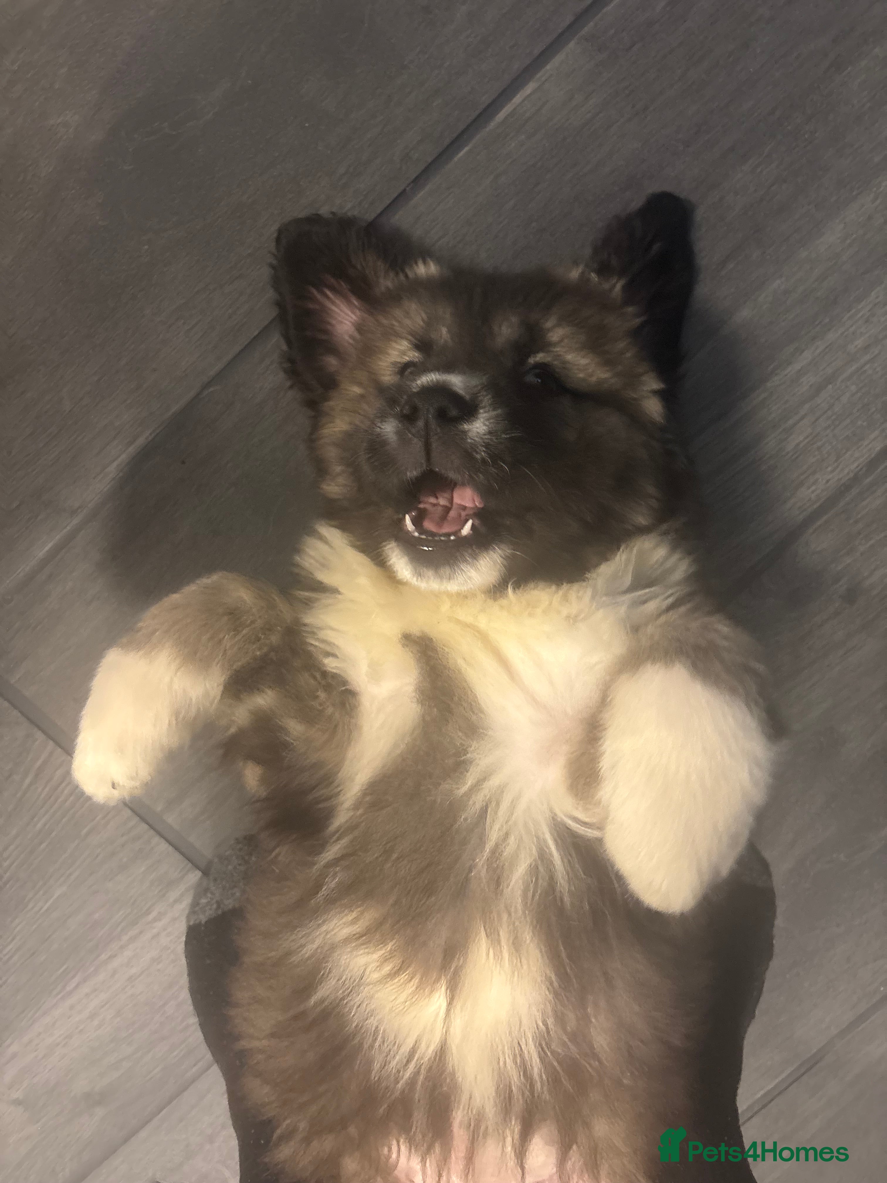 Caucasian Shepherd Dog dogs Caucasian Shepherds  - Advert 2