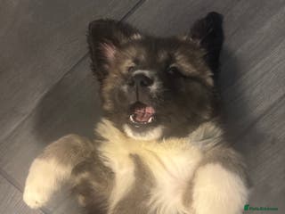 Caucasian Shepherd Dog dogs Caucasian Shepherds - Advert 3