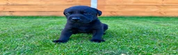 Labrador Retriever dogs for sale: KC Registered Labrador Babies 🐾🐾🐾 - Advert 6