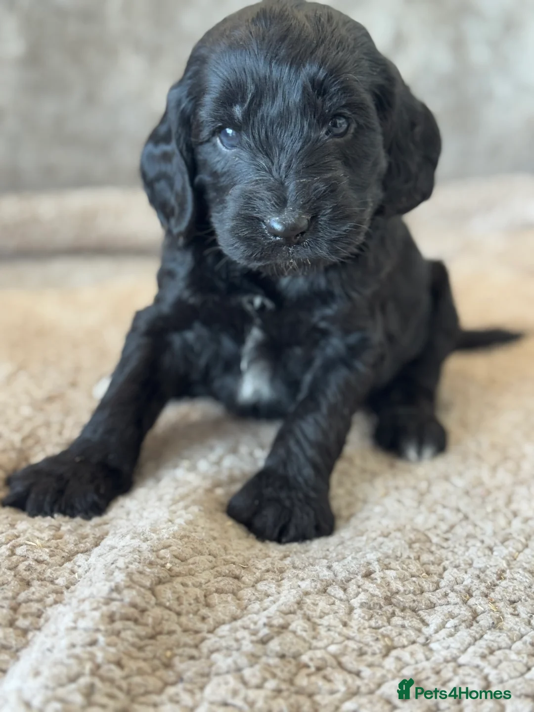 Cockapoo dogs for sale: CURLY F1 COCKERPOO - Advert 18