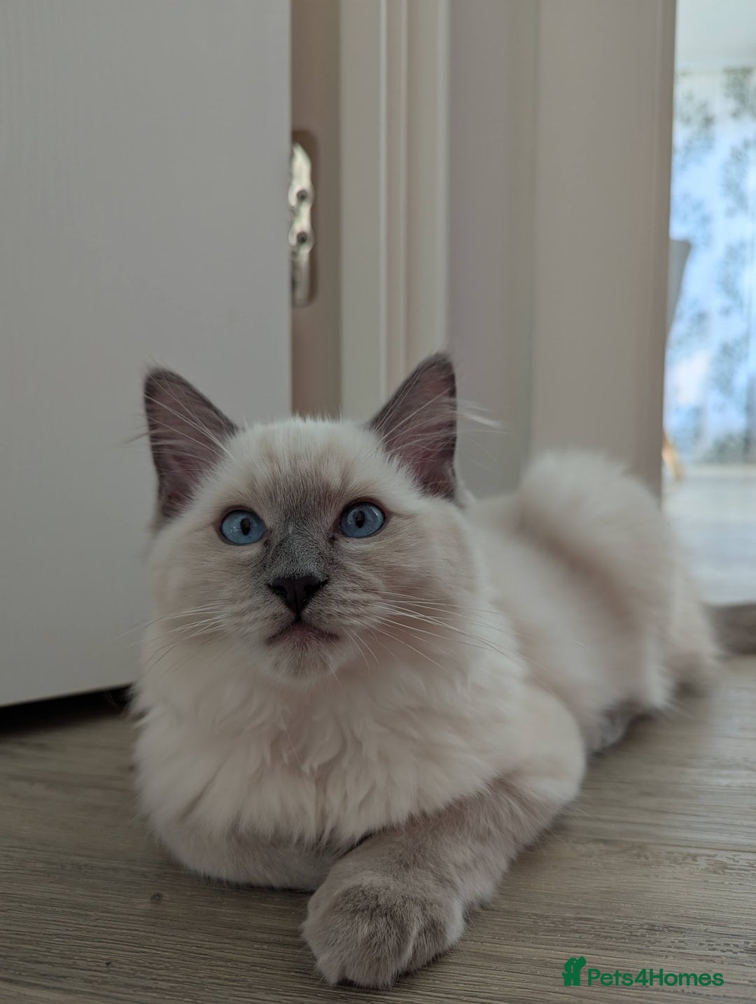 Ragdoll cats for sale: Male Ragdoll Seeks Loving Home💙 - Image 8