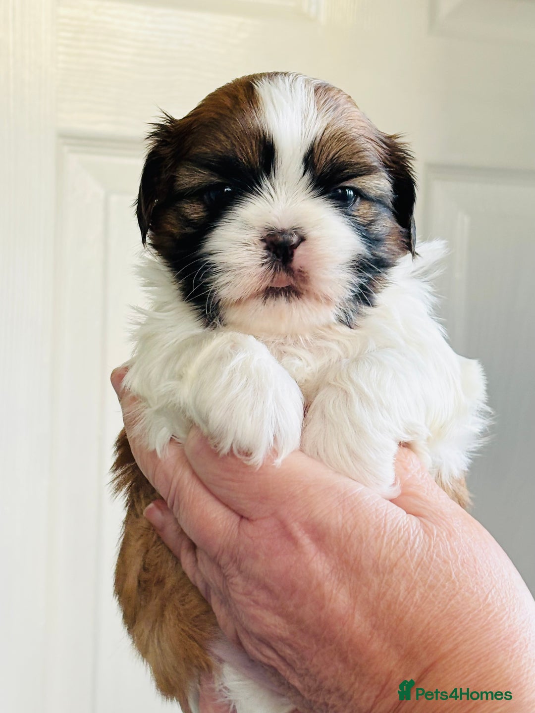 Shih Tzu dogs for sale: Beautiful shih tzu babies  - Advert 15