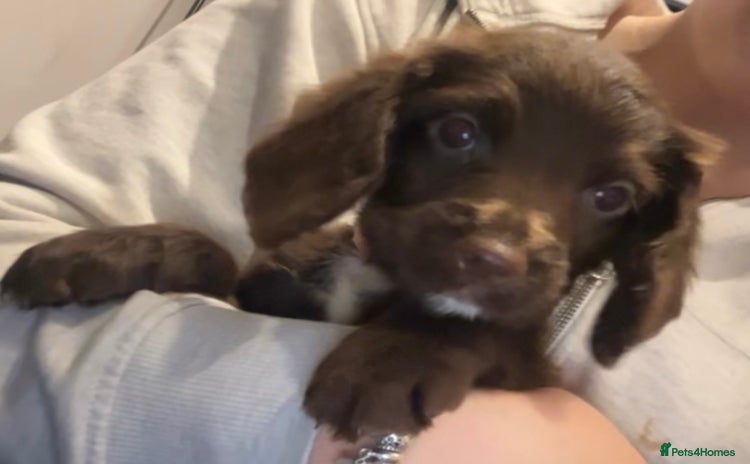 Cocker Spaniel dogs Cocker Spaniel Puppies🐕🐕 READY 30TH NOVEMBER 💙 - Advert 1