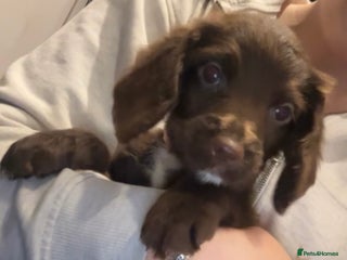 Cocker Spaniel dogs Cocker Spaniel Pups 1 Female left💞 1 Male💙 - Advert 6