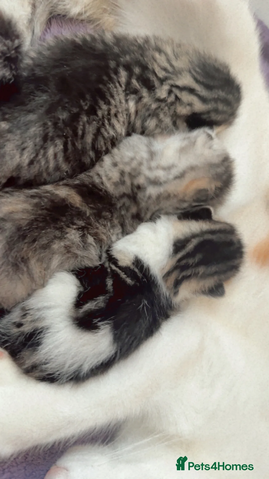 Mixed Breed cats for sale: Mixed breed tabby domestic kittens in Birmingham - Advert 4