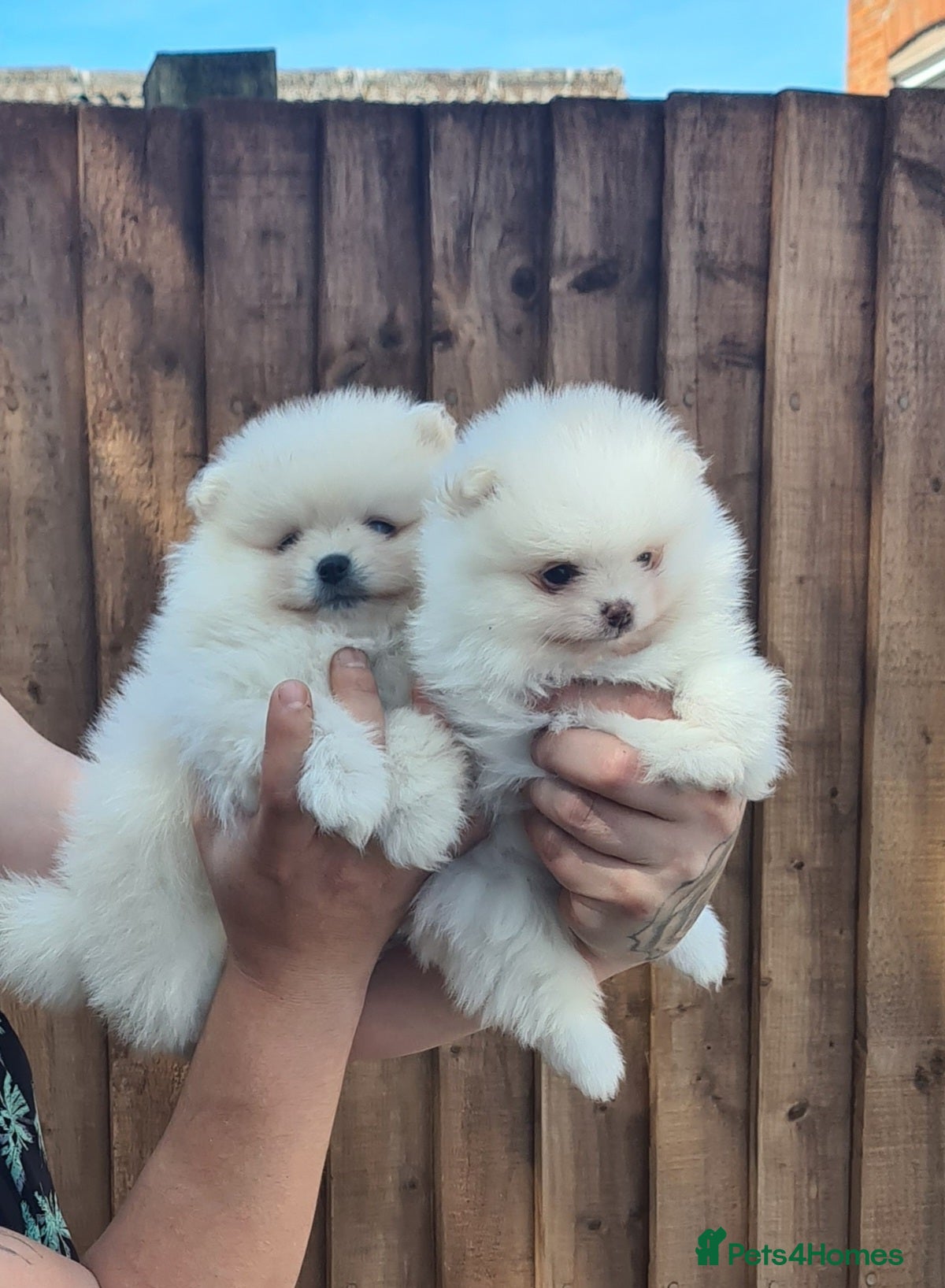 Pomeranian dogs Beautiful pomeranian Teddy bears boys  - Advert 5