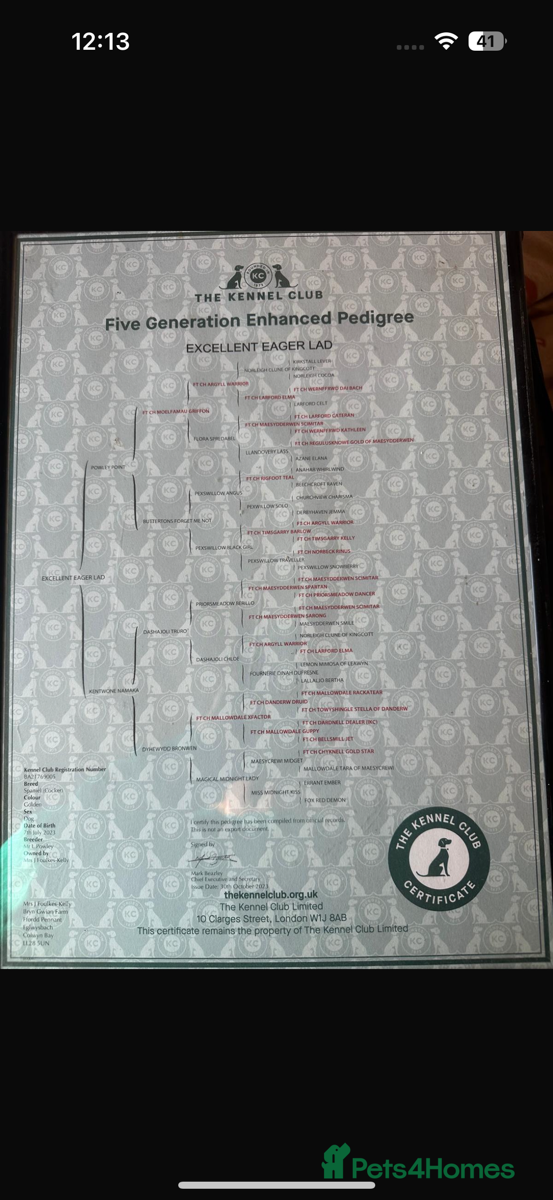 Cocker Spaniel dogs for stud: KC Registered & Health Tested, Fantastic Pedigree in Colwyn Bay - Advert 6