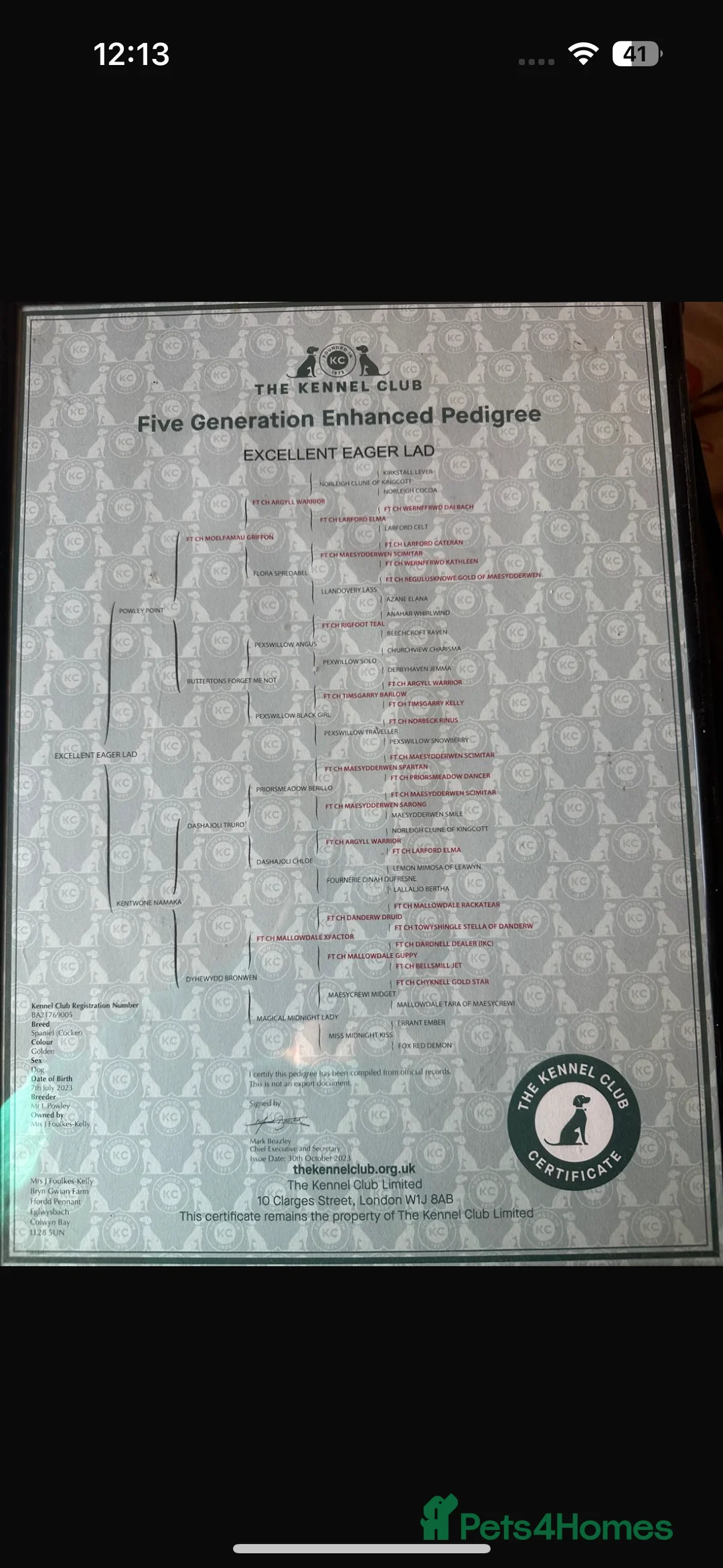 Cocker Spaniel dogs for stud: KC Registered & Health Tested, Fantastic Pedigree in Colwyn Bay - Advert 6