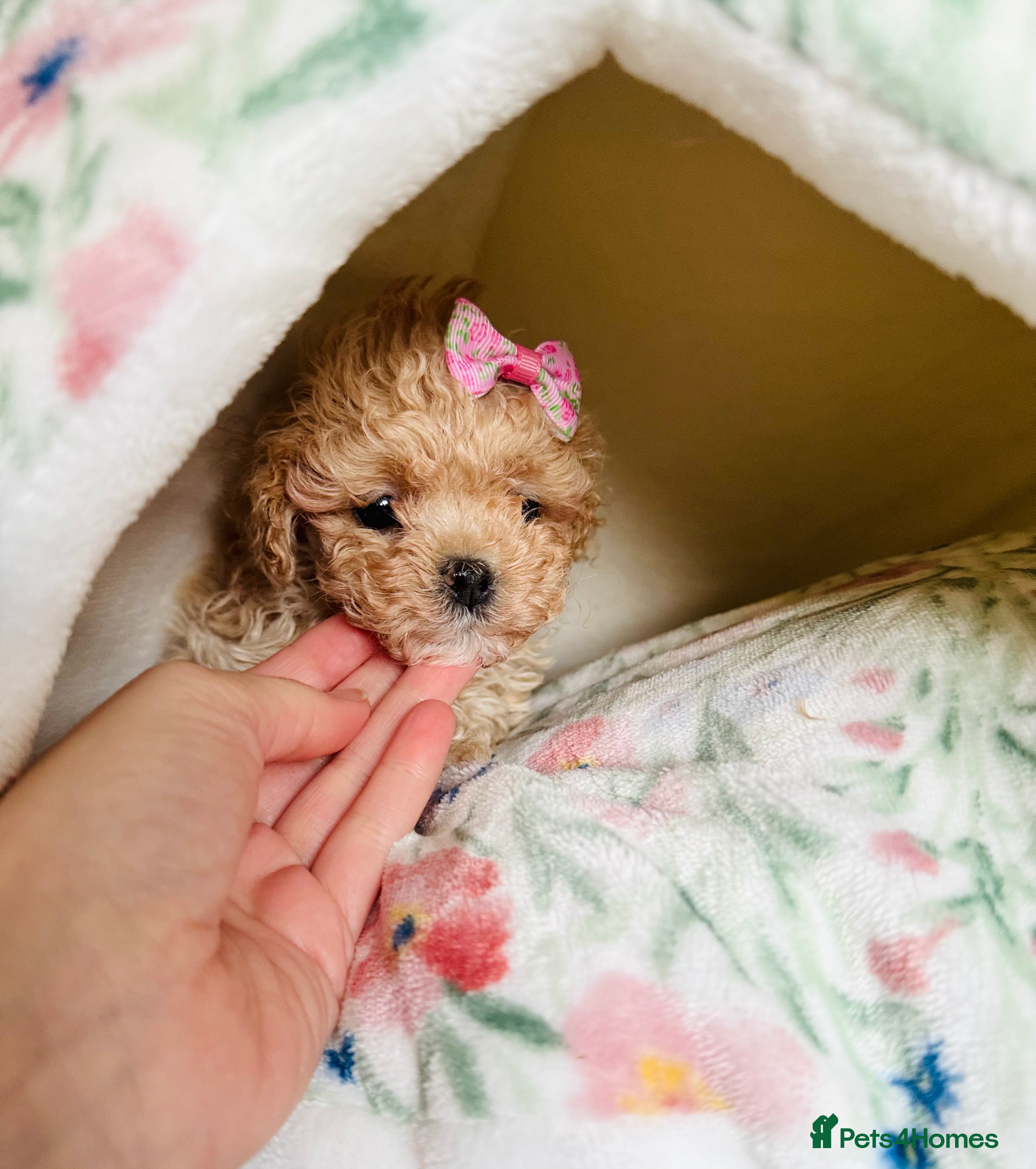 Maltipoo dogs ✨Outstanding Quality Tiny Asian Maltipoo Girls✨ - Advert 1