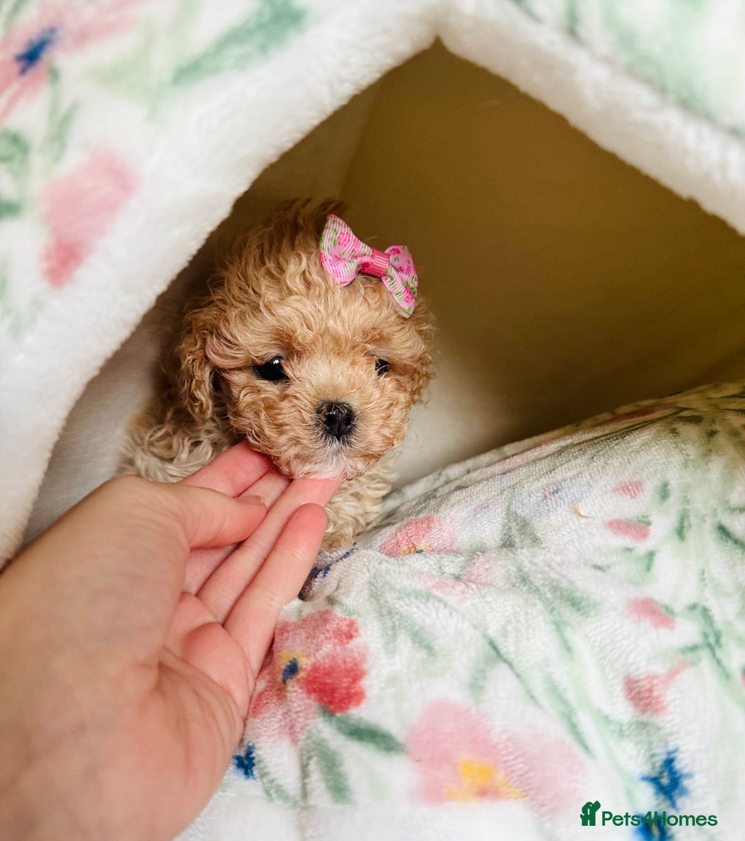 Maltipoo dogs for sale: ✨One in a Million Asian/Korean Maltipoo Girls✨ - Advert 13