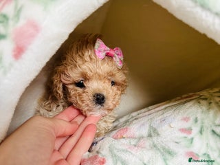 Maltipoo dogs ✨Outstanding Quality Tiny Asian Maltipoo Girls✨ - Advert 2