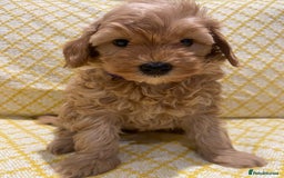 Maltipoo dogs for sale: 💖BEAUTIFUL LICENSED-BRED MALTIPOOS 💖 - Image 16