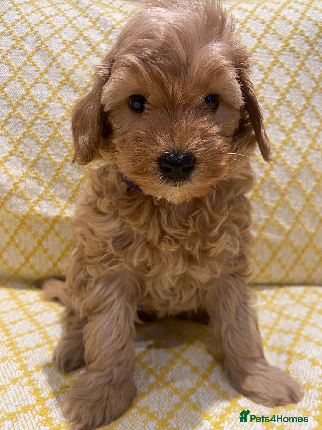 Maltipoo dogs for sale: 💖BEAUTIFUL LICENSED-BRED MALTIPOOS 💖 - Image 16
