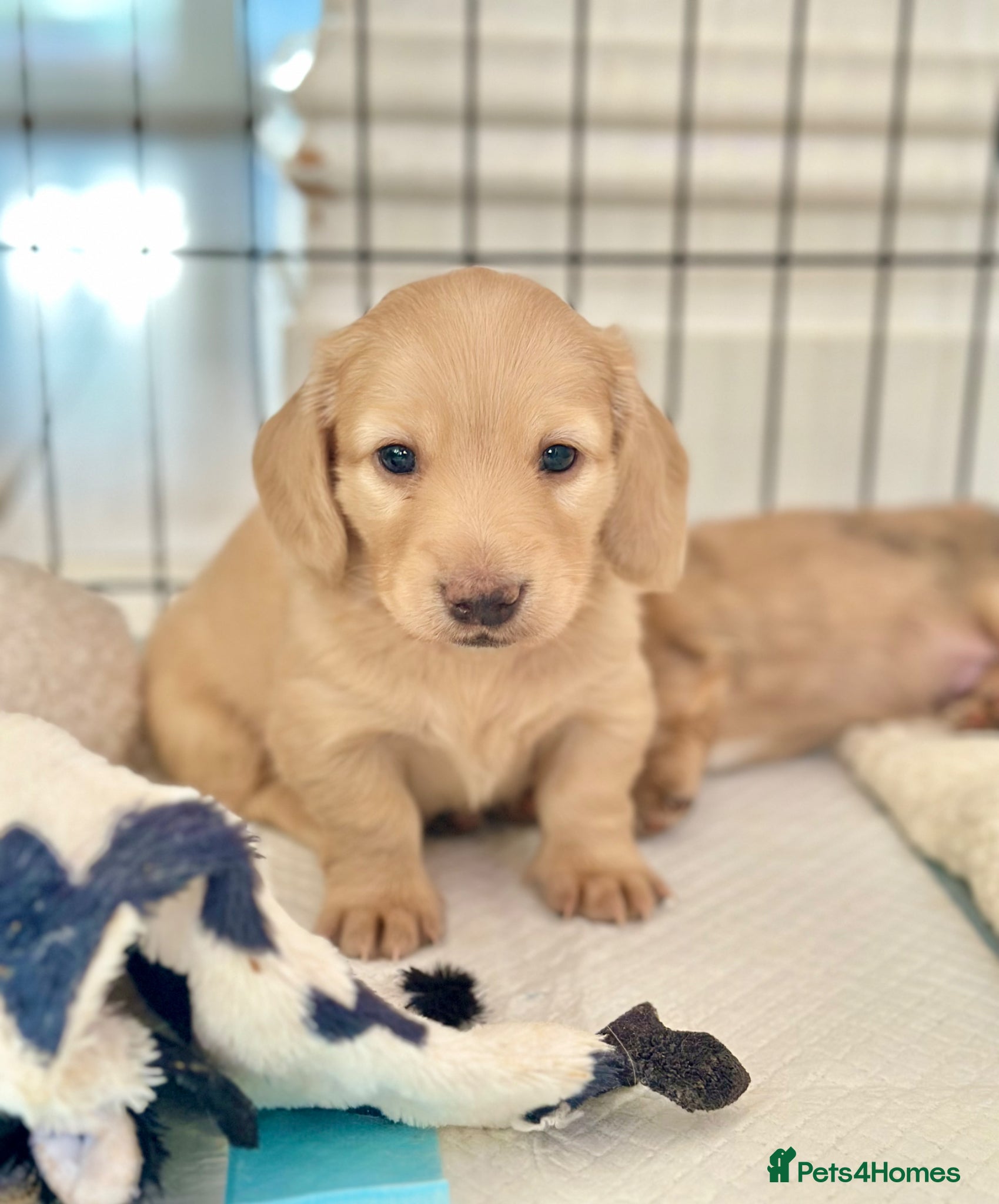 Miniature Dachshund dogs 𝕃𝕠𝕟𝕘 𝕙𝕒𝕚𝕣𝕖𝕕 𝕞𝕚𝕟𝕚 𝕕𝕒𝕔𝕙𝕤𝕙𝕦𝕟𝕕 - Advert 1