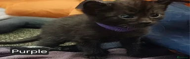 Male Black Kitten - Purple Collar