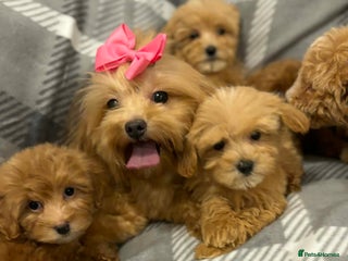 Maltipoo dogs Maltipoo red golden apricot small puppies ready - Advert 15