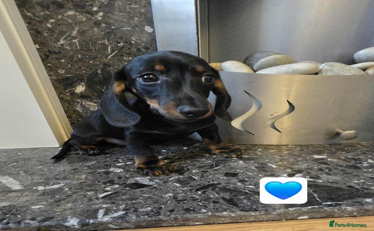 Dachshund dogs - Advert 10