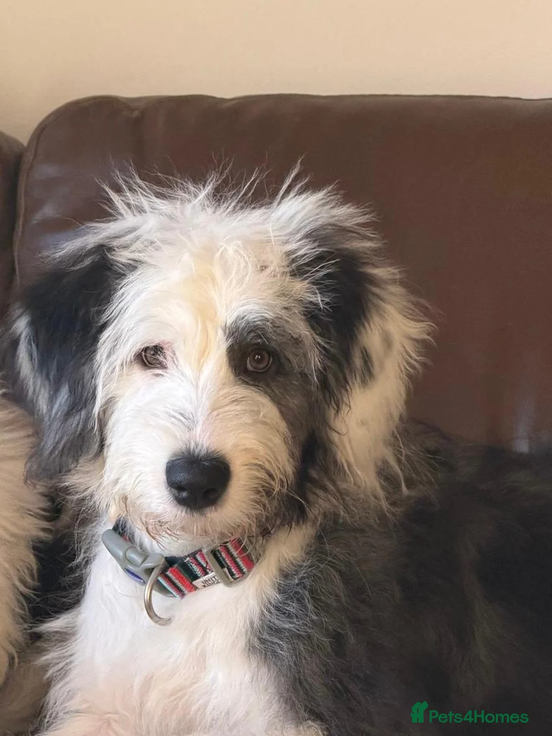 Old English Sheepdog dogs for sale: KC Registered Old english Sheepdog - Advert 2
