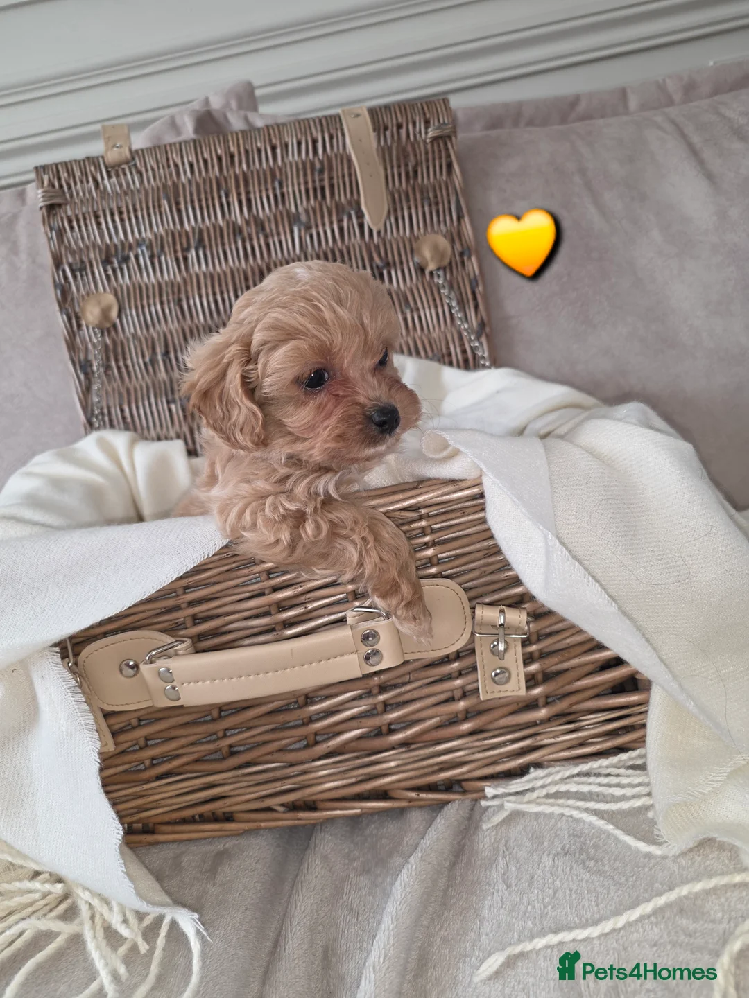 Maltipoo dogs for sale: Five gorgeous multi-poo puppies 3boys 2 girls - Advert 8