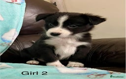 Border Collie dogs for sale: PEDIGREE ISDS & KC BORDER COLLIE PUPS - Image 6