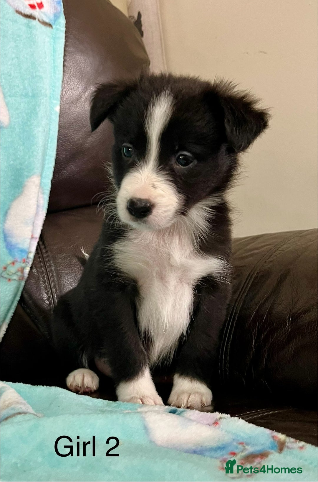 Border Collie dogs for sale: PEDIGREE ISDS & KC BORDER COLLIE PUPS - Image 6