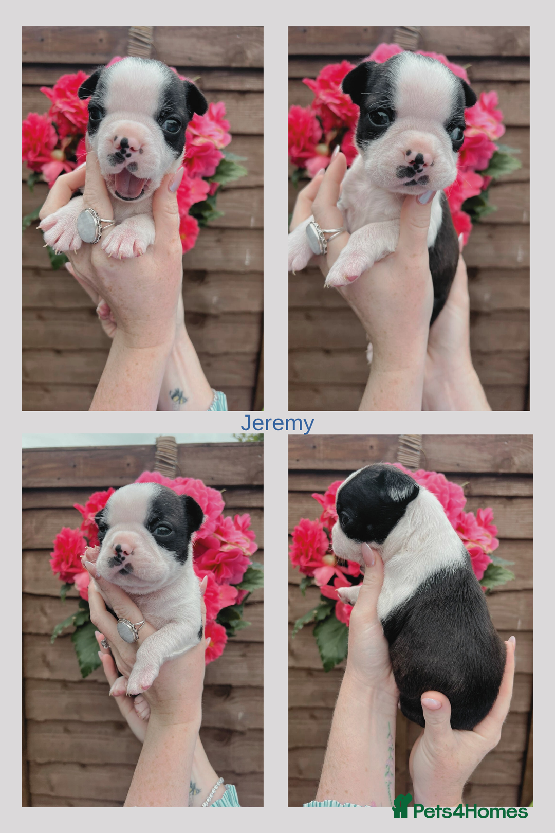 Boston Terrier dogs for sale: 6 Beautiful Boston Terrier Puppies - Image 3