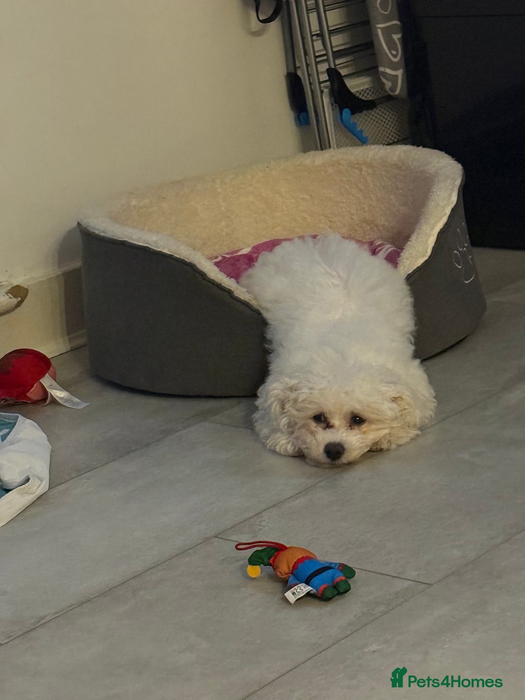 Bichon Frise dogs for sale: Angel (Bichon Frisé) - Advert 3