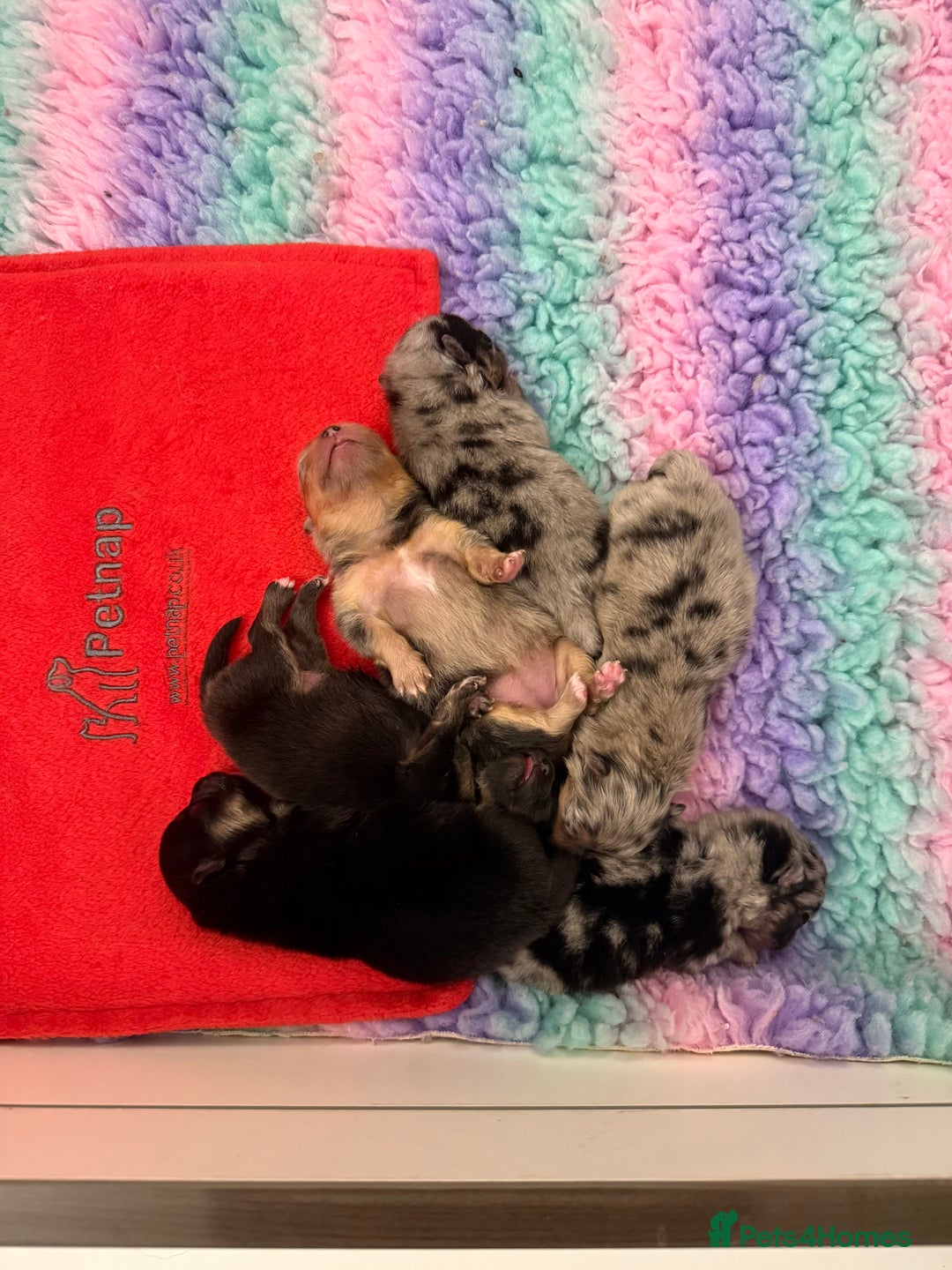 Pomeranian dogs for sale: Rare Beautiful Merle Pomeranians 💎 - Advert 7