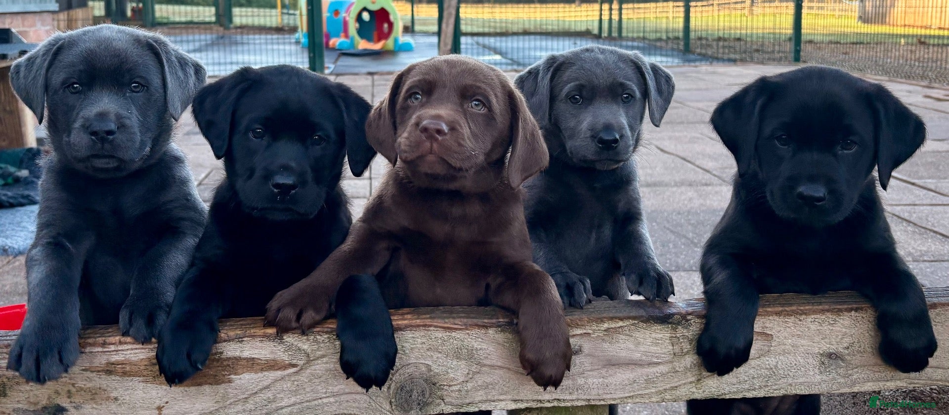 Labrador Retriever dogs Gorgeous, Chunky KC Labs - Advert 1