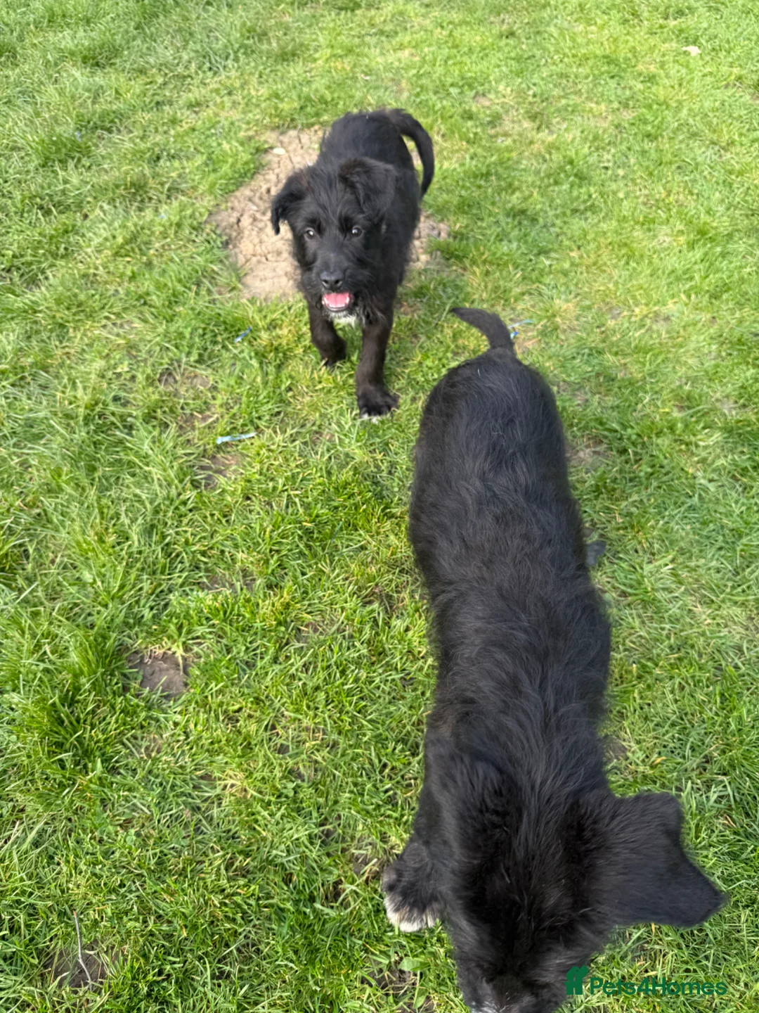 Mixed Breed dogs for sale: 2 lovely males looking for a forever home 🏠 💞 in Waltham Abbey - Advert 2